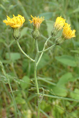 Hieracium glaucinum \ Fr�hbl�hendes Habichtskraut / Early Hawkweed, D Odenwald, Reichelsheim 16.6.2017