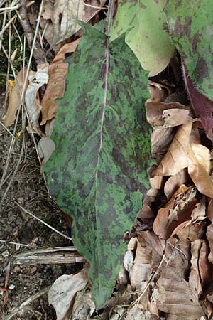 Hieracium glaucinum \ Fr�hbl�hendes Habichtskraut / Early Hawkweed, D Odenwald, Reichelsheim 16.6.2017