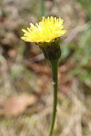 Hypochaeris glabra \ Kahles Ferkelkraut, Sand-Ferkelkraut / Smooth Cat's-Ear, D Wagh&auml;usel-Wiesental 4.5.2018