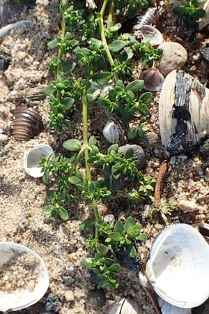 Herniaria glabra \ Kahles Bruchkraut / Rupture-Wort, D K&ouml;ln-Langel 6.10.2018