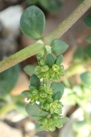 Herniaria glabra \ Kahles Bruchkraut / Rupture-Wort, D K&ouml;ln-Langel 6.10.2018