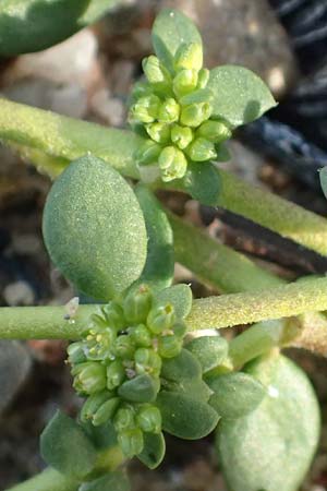 Herniaria glabra \ Kahles Bruchkraut / Rupture-Wort, D K&ouml;ln-Langel 6.10.2018
