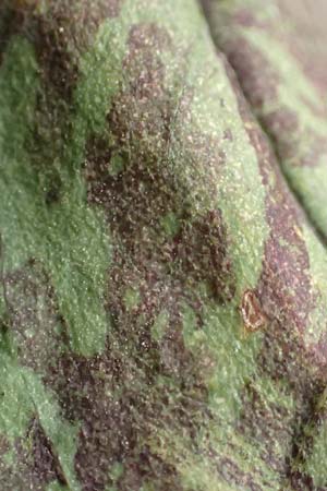 Hieracium glaucinum \ Fr�hbl�hendes Habichtskraut / Early Hawkweed, D Alsbach 27.10.2018