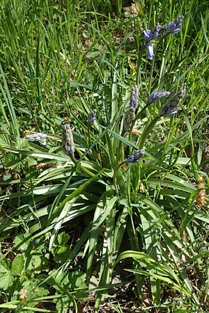 Hyacinthoides hispanica x non-scripta \ Hybrid-Hasengl�ckchen / Bluebell Hybrid, D Ludwigshafen 22.4.2021
