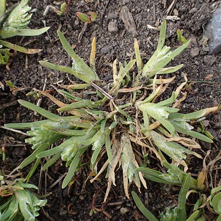 Sclerochloa dura \ Gew&ouml;hnliches Hartgras / Common Hardgrass, Fairground Grass, D Gr&uuml;nstadt-Asselheim 1.5.2021