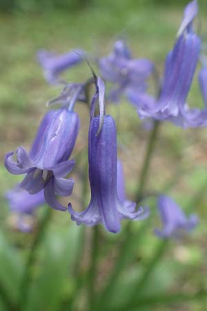 Hyacinthoides non-scripta, Hasengl�ckchen
