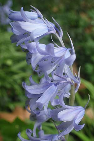Hyacinthoides hispanica x non-scripta \ Hybrid-Hasengl�ckchen / Bluebell Hybrid, D Ludwigshafen 4.5.2021