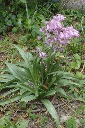Hyacinthoides hispanica x non-scripta \ Hybrid-Hasengl�ckchen / Bluebell Hybrid, D Ludwigshafen 4.5.2021