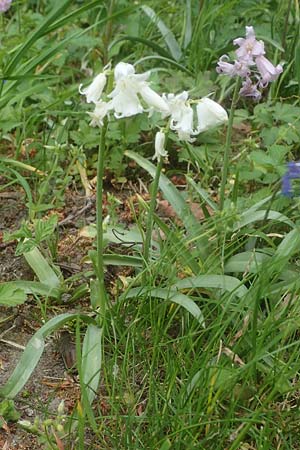 Hyacinthoides hispanica x non-scripta \ Hybrid-Hasengl�ckchen / Bluebell Hybrid, D Ludwigshafen 4.5.2021