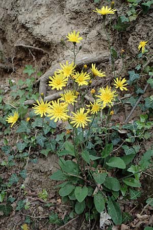 Hieracium glaucinum \ Fr�hbl�hendes Habichtskraut / Early Hawkweed, D Bensheim 29.4.2022