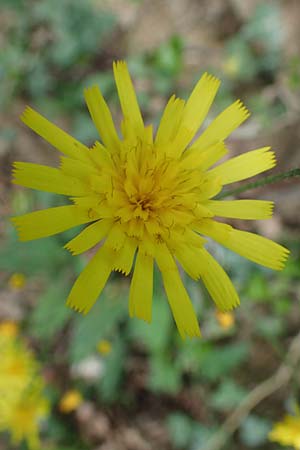 Hieracium glaucinum \ Fr�hbl�hendes Habichtskraut / Early Hawkweed, D Bensheim 29.4.2022