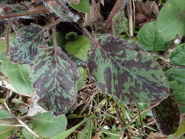 Hieracium glaucinum \ Fr�hbl�hendes Habichtskraut / Early Hawkweed, D Mudau 23.4.2023