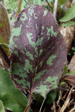 Hieracium glaucinum \ Fr�hbl�hendes Habichtskraut / Early Hawkweed, D Mudau 23.4.2023