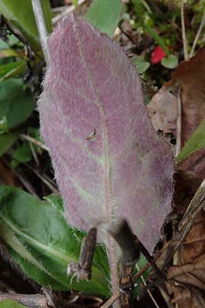 Hieracium glaucinum \ Fr�hbl�hendes Habichtskraut / Early Hawkweed, D Mudau 23.4.2023