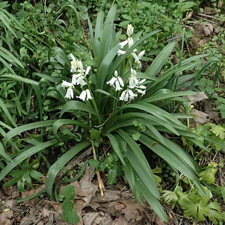 Hyacinthoides non-scripta \ Hasengl�ckchen / English Bluebell, D Mannheim 16.4.2025