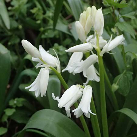 Hyacinthoides non-scripta \ Hasengl�ckchen / English Bluebell, D Mannheim 16.4.2025