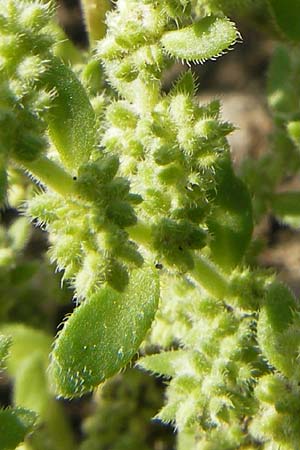 Herniaria hirsuta \ Behaartes Bruchkraut / Hairy Rupture-Wort, D Botan. Gar.  Universit.  Mainz 11.7.2009