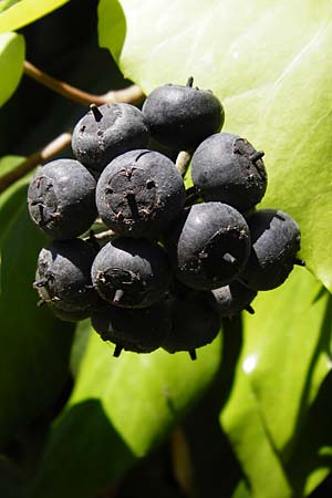Hedera colchica / Georgian Ivy, D Mannheim 4.6.2015