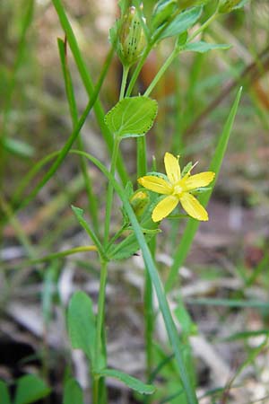 Hypericum humifusum \ Niederliegendes Johanniskraut / Trailing St. John's-Wort, D Ober-Roden 17.6.2015