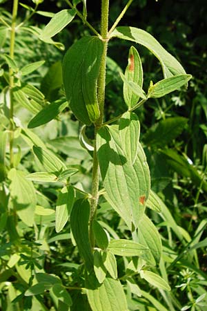 Hypericum montanum \ Berg-Johanniskraut / Pale St. John's-Wort, D Me&szlig;stetten-Unterdigisheim (Schw&auml;b. Alb) 11.7.2015