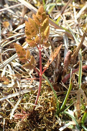 Peucedanum cervaria \ Hirschwurz-Haarstrang / Broad-Leaved Spignel, D &Ouml;stringen-Eichelberg 18.3.2016