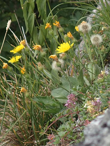Hieracium humile \ Niedriges Habichtskraut / Dwarf Hawkweed, D Fridingen 26.6.2018