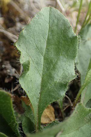Hieracium humile \ Niedriges Habichtskraut / Dwarf Hawkweed, D Fridingen 26.6.2018