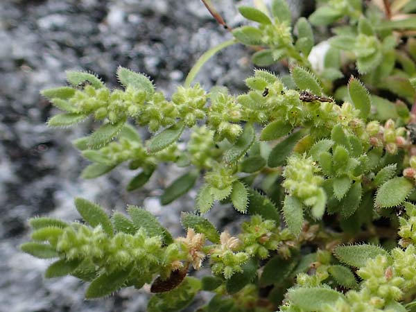 Herniaria hirsuta \ Behaartes Bruchkraut / Hairy Rupture-Wort, D Niederalteich 31.7.2021