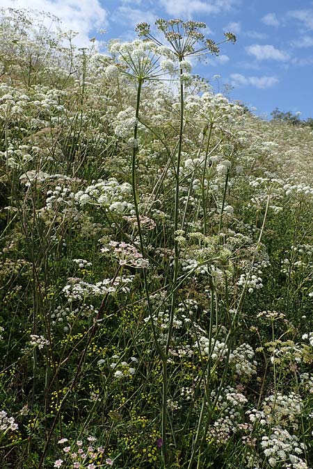 Peucedanum cervaria \ Hirschwurz-Haarstrang / Broad-Leaved Spignel, D Gr&uuml;nstadt-Asselheim 6.8.2021