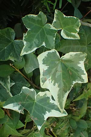 Hedera helix \ Efeu / Ivy, D Duisburg 20.6.2025