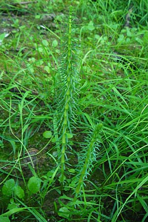 Hippuris vulgaris \ Tannenwedel / Mare's Tail, D Mannheim 30.8.2015