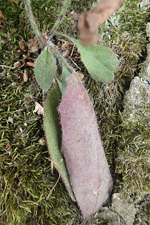 Hieracium lachenalii \ Gew�hnliches Habichtskraut / Lachenal's Hawkweed, D Wald-Erlenbach 30.7.2016
