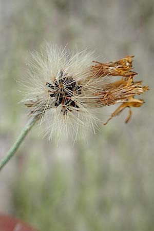 Hieracium lachenalii \ Gew�hnliches Habichtskraut / Lachenal's Hawkweed, D Wald-Erlenbach 30.7.2016