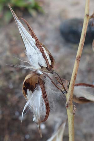 Vincetoxicum hirundinaria \ Schwalbenwurz / White Swallow Wort, D Mannheim 23.9.2016