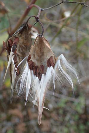 Vincetoxicum hirundinaria \ Schwalbenwurz / White Swallow Wort, D Mannheim 23.9.2016