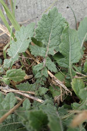 Hirschfeldia incana \ Grau-Senf / Shortpod Mustard, Buchanweed, D Ludwigshafen 13.9.2017