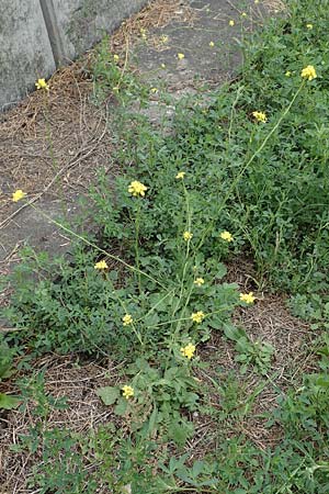 Hirschfeldia incana \ Grau-Senf / Shortpod Mustard, Buchanweed, D Ludwigshafen 13.9.2017