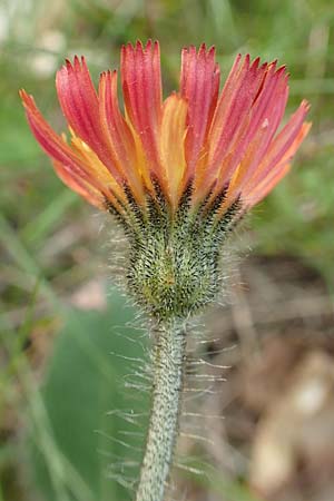 Hieracium x stoloniflorum \ L�uferbl�tiges Habichtskraut / Hybrid Hawkweed, D Hagen 23.5.2019