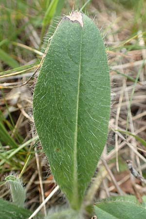 Hieracium x stoloniflorum \ L�uferbl�tiges Habichtskraut / Hybrid Hawkweed, D Hagen 23.5.2019