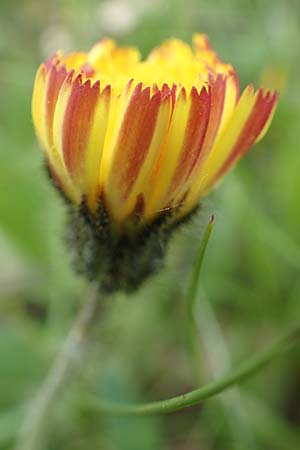 Hieracium x stoloniflorum \ L�uferbl�tiges Habichtskraut / Hybrid Hawkweed, D Hagen 23.5.2019