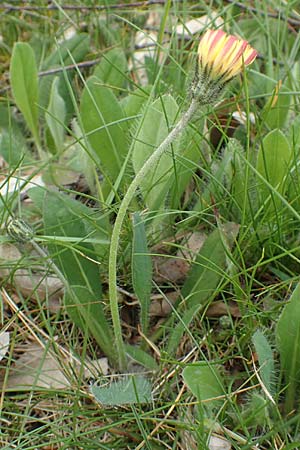 Hieracium x stoloniflorum \ L�uferbl�tiges Habichtskraut / Hybrid Hawkweed, D Hagen 23.5.2019
