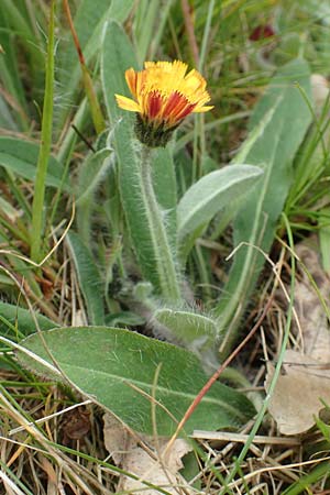 Hieracium x stoloniflorum \ L�uferbl�tiges Habichtskraut / Hybrid Hawkweed, D Hagen 23.5.2019