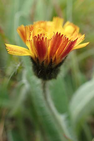 Hieracium x stoloniflorum \ L�uferbl�tiges Habichtskraut / Hybrid Hawkweed, D Hagen 23.5.2019