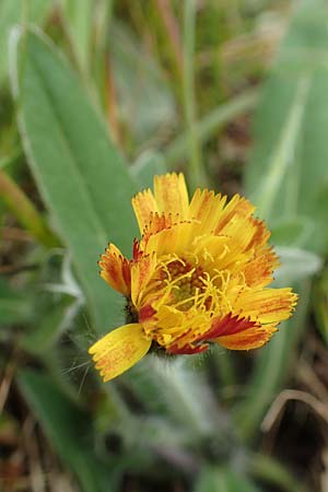 Hieracium x stoloniflorum \ L�uferbl�tiges Habichtskraut / Hybrid Hawkweed, D Hagen 23.5.2019
