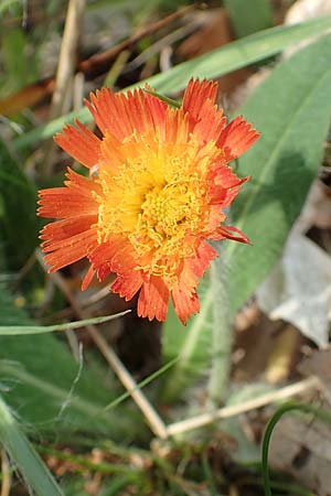 Hieracium x stoloniflorum \ L�uferbl�tiges Habichtskraut / Hybrid Hawkweed, D Hagen 23.5.2019