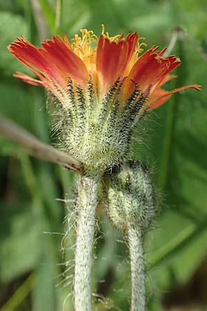 Hieracium x stoloniflorum \ L�uferbl�tiges Habichtskraut / Hybrid Hawkweed, D Hagen 23.5.2019