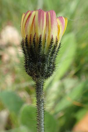 Hieracium x stoloniflorum \ L�uferbl�tiges Habichtskraut / Hybrid Hawkweed, D Hagen 23.5.2019