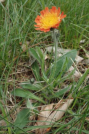 Hieracium x stoloniflorum \ L�uferbl�tiges Habichtskraut / Hybrid Hawkweed, D Hagen 23.5.2019