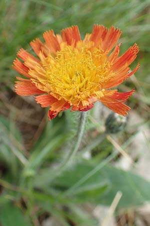 Hieracium x stoloniflorum \ L�uferbl�tiges Habichtskraut / Hybrid Hawkweed, D Hagen 23.5.2019