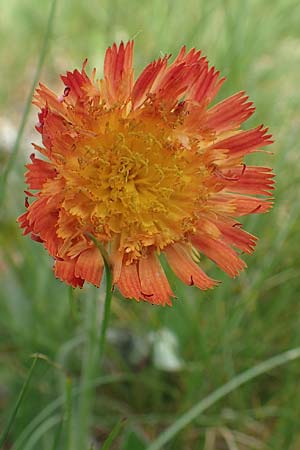 Hieracium x stoloniflorum \ L�uferbl�tiges Habichtskraut / Hybrid Hawkweed, D Hagen 23.5.2019